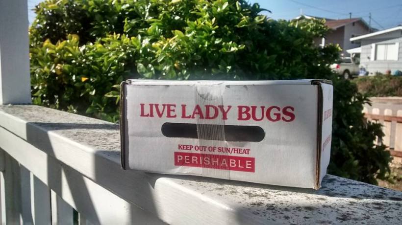 ladybugs